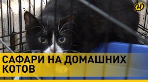 ОХОТА НА КОТОВ. Домашние питомцы стали мишенями для неизвестного стрелка с пневматом