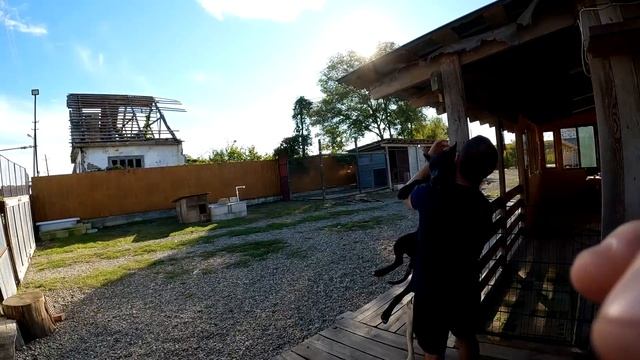 Продал, но отдавать не хотел... Любовь щенка Амура и хозяина... У БОниты снова начались проблемы... смотреть онлайн