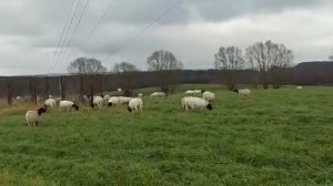 Разведение овец. Инбридинг.