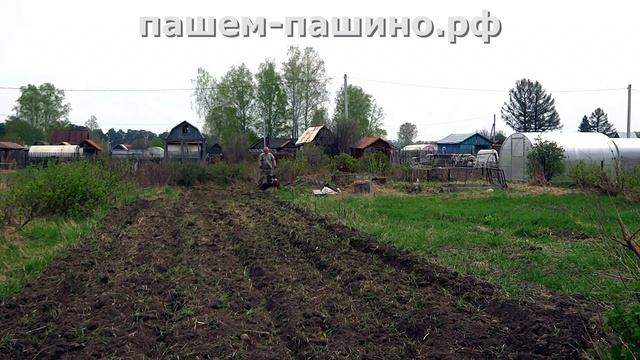 Обработка почвы на запущенном заброшенном заросшем участке культиватором с фрезами. Вспашка в Пашин