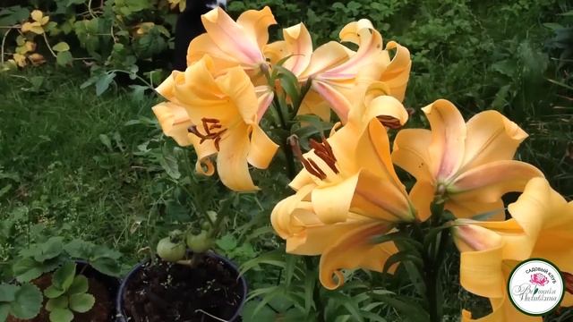 КАКИЕ БЫВАЮТ ЛИЛИИ смотреть онлайн