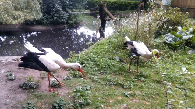 Песня аиста в зоопарке Калининграда смотреть онлайн