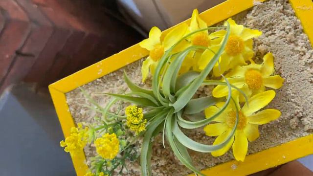 Tillandsia🔥 смотреть онлайн