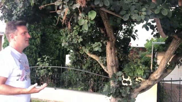 Fának nevelt vörös cserszömörce (Cotinus coggygria 'Royal Purple') смотреть онлайн