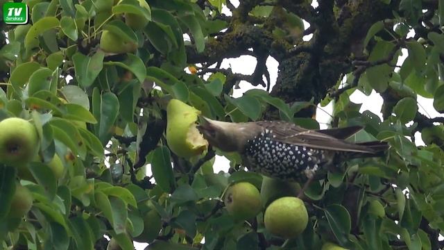 Дрозды и груши. Осы. Таймлапс северный смотреть онлайн