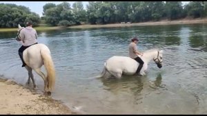 Конная прогулка и купание с лошадьми в Днестре.