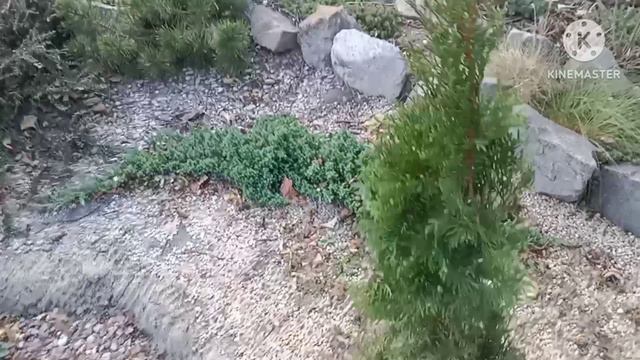 Гибель Хвойных растений. Определяем причины и порядок дальнейших действий. смотреть онлайн