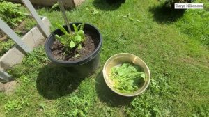 ЩАВЕЛЬ первая срезка. ВЫРАЩИВАНИЕ ЩАВЛЯ В БОЧКАХ