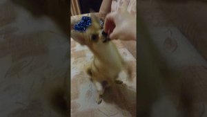 Дрессировка чихуахуа