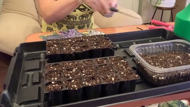 Сеем ЛОБЕЛИЮ кустовую и ампельную, а также посев дражированных семян ЛОБЕЛИИ с пикировкой.