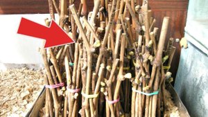 Как заготавливать черенки осенью в октябре ноябре для весенней прививки?(посадки)