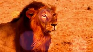 🦁🎶4K - Lion Fight Music💯! Lion Attack! Thakur 4K Ultra HD! Animal🦁🐆
