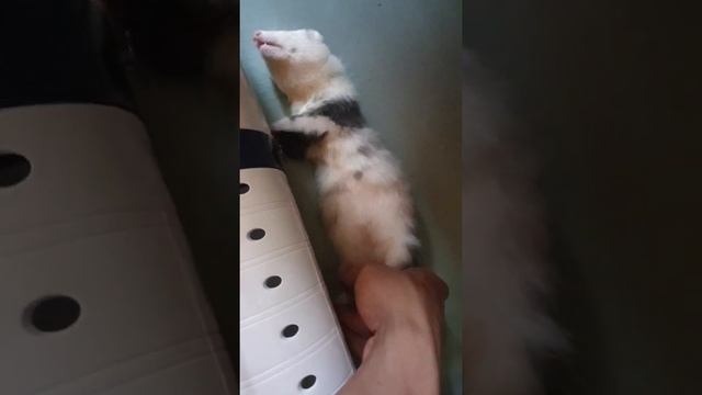 Как спит хорек смотреть онлайн