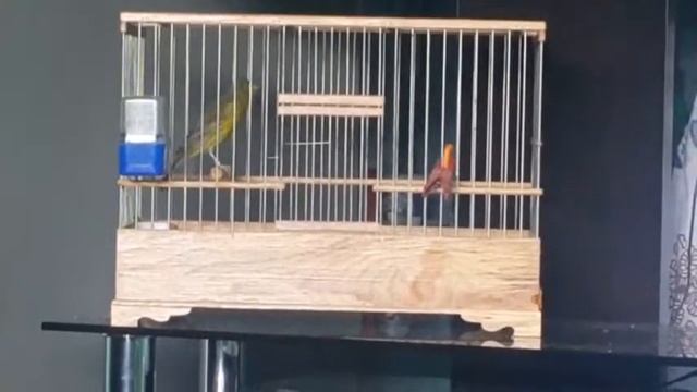 Сагатов Салим- Зеленный кенар 1 год Ташкент смотреть онлайн