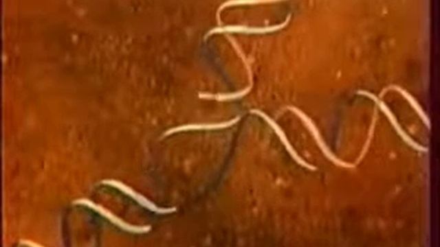 Строение ядра клетки смотреть онлайн