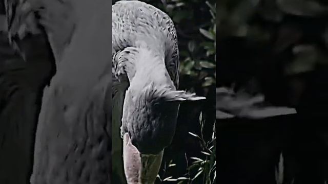 Shoebill ?⚔️?☠️ #animals #trending #viral #wildlife #shoebill #birdsofprey #bird #shorts #short