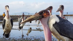 23- Эфиопия:ф.2