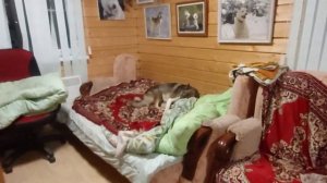 Охота кормит с лайками