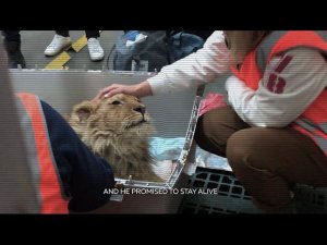 The story of Simba the lion, who was rescued in Russia