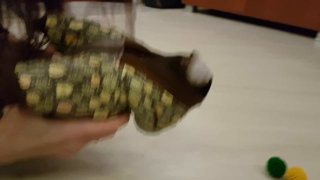 Чихуахуа Ванда первый раз одела комбинезон смотреть онлайн