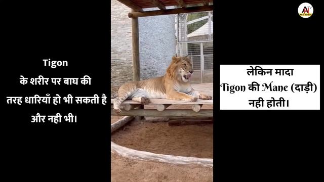 Liger And Tigon || Tigon And Liger || if Lion breed Tigress смотреть онлайн