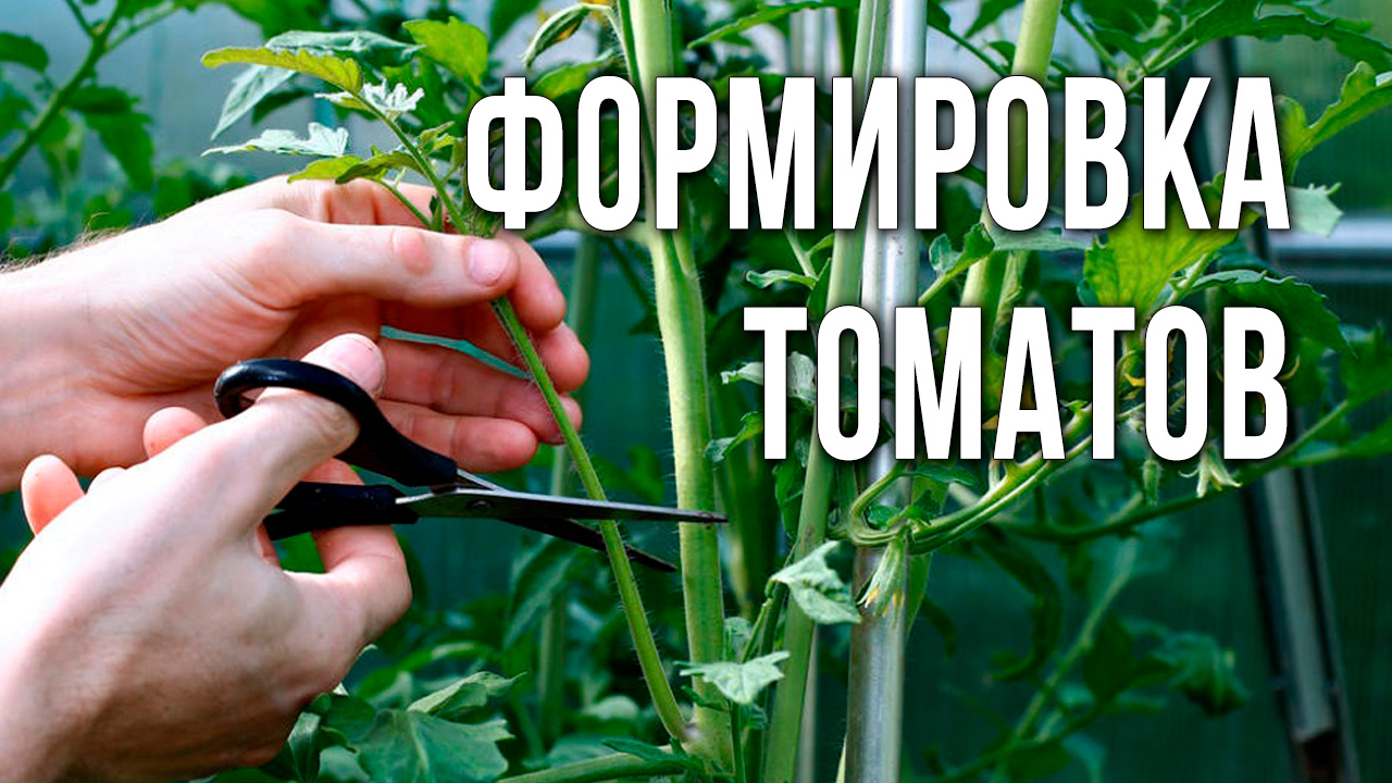 Лучшая формировка низкорослых томатов к теплице. Как получить большой урожай томатов.