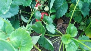 5 июля 2022г.  ПРИТЕНЯЮ ХРИЗАНТЕМУ пересаживаю пионы ЯГОДА ГИГАНТ