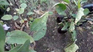 Баклажаны сорта: Черный красавец, Мечта дачника, Скороспелый 148, Снежный. Уборка урожая.