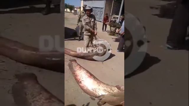 Рыбалка Охота Гигантские СОМ 👍👍👍👍🤔🤔 смотреть онлайн