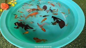 Tiger Barb Goldfish Ranchu Molly Balloon Angelfish Koi Carp Parrot Fish SOO Cute Pets Animals Video