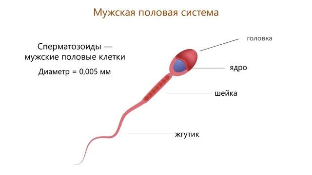 Репродуктивная система. Индивидуальное развитие человека и его здоровье. Тема 42. Органы размножени