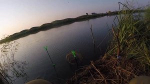 Вываживание зеркального карпа.