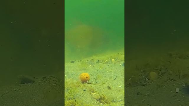 Fishing expedition @Fishing event genshin #Fishing lure, fishing derby @Fishing story with ronnie смотреть онлайн