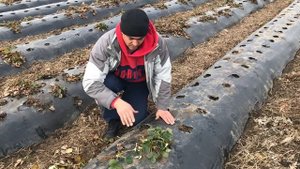 03_21 самый простой способ размножить клубнику. как размножить землянику садовую.