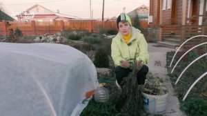 Так нельзя укрывать розы