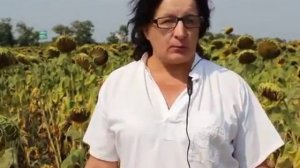 Эффективные стимуляторы роста растений и микроудобрения для подсолнечника