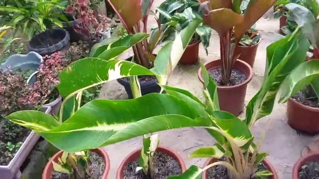 Plantita Series Part 3/ Eyelet(Monstera Adansonii), Foxtail, Black Majesty and More. смотреть онлайн