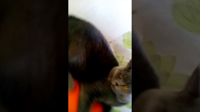 Самый красивый кот в мире? смотреть онлайн