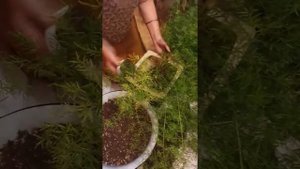 Пересадка Аспарагуса Шпренгера