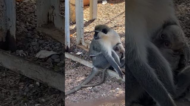 Семейство обезьян в мини зоопарке отеля New Eagles Aqua Park в Хургаде