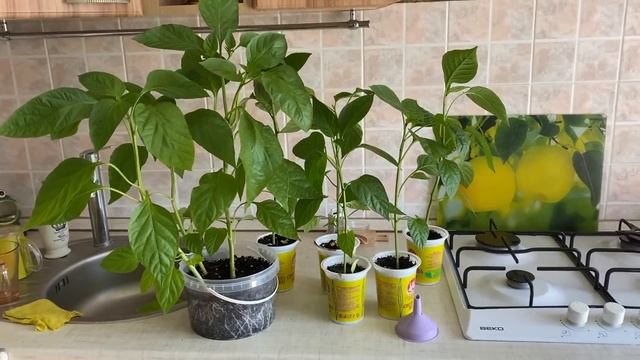 Огромная рассада. Отвечаю про участок. смотреть онлайн