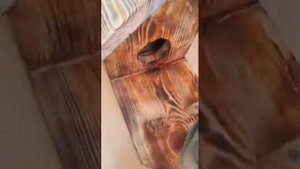 Класный домик для белки.