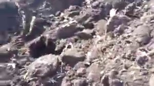 ХТЗ-17221 оборотный плуг 5 корпусов