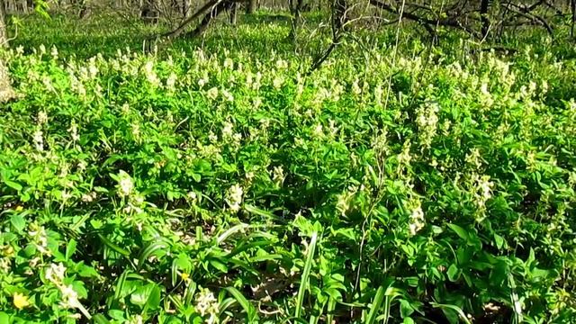 Хохлатки. Северодонецк (Лесная Дача). смотреть онлайн