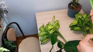 ДИФФЕНБАХИЯ размножение справится любой / Dieffenbachia Summer style