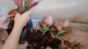 Red Diamond Aglaonemas/Repotting/ Collection/Reseteller