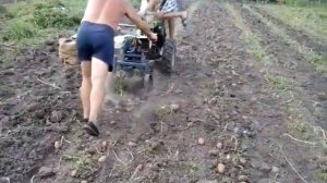 Мотоблок Aurora с картофелекопалкой