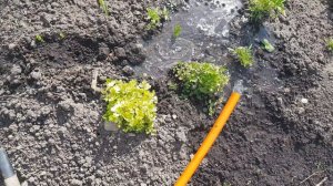 два способа полива в  теплице. полив в теплице для занятых, тех у кого мало времени на огород.