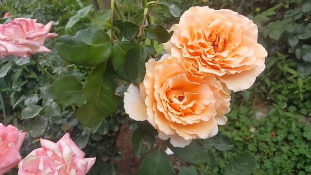 Just Joey ( CANjujo ) / Roger Pawsey 1972 - rosier - rose - rosa смотреть онлайн