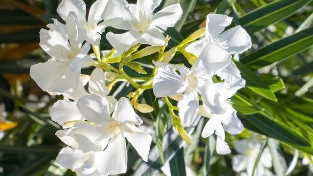Oleander